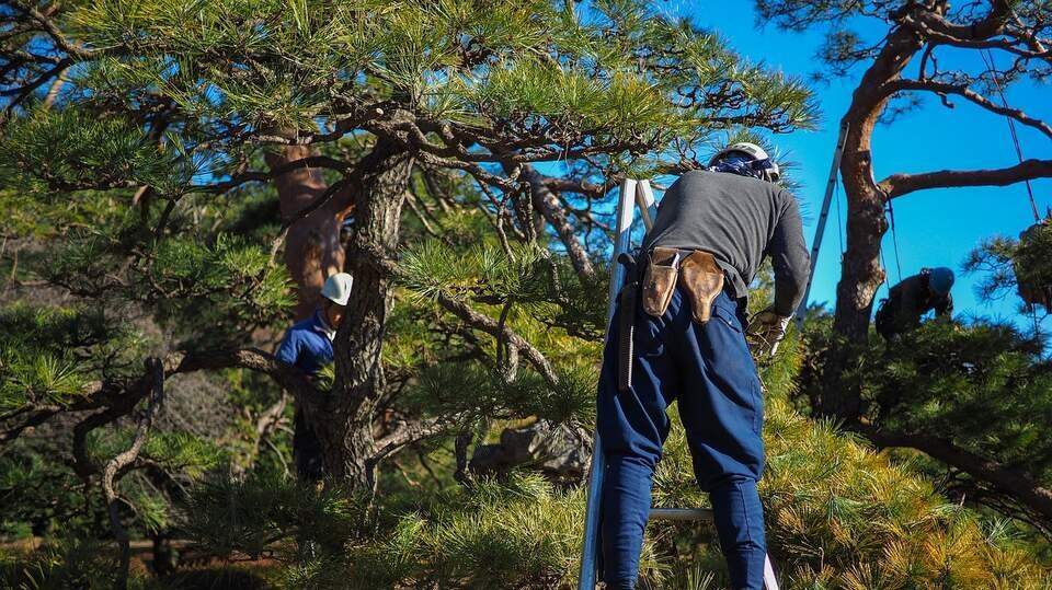 Poda en altura Ourense